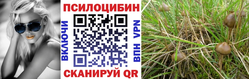 Купить где  Соль-Илецк  Псилоцибиновые грибы GOLDEN TEACHER 